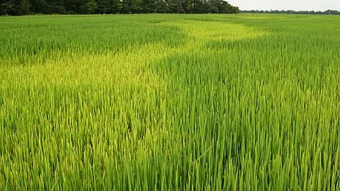 on rice crop the pic infect crop in konkan 120 acre rice crop cutting off in next week