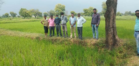 Chemical fertilizer floating on water at Bhandara
