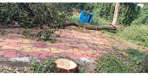 पुण्यात चंदन तस्करी करणारी मोठी टोळी सक्रिय; पोलिस प्रशासन निष्क्रिय