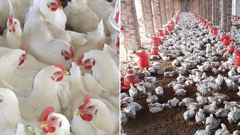 chicken.jpg