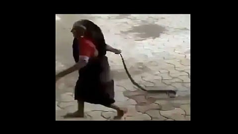 fearless grandmother drags cobra ifs office sushant nanda twitted video viral