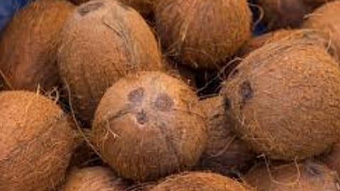 coconut