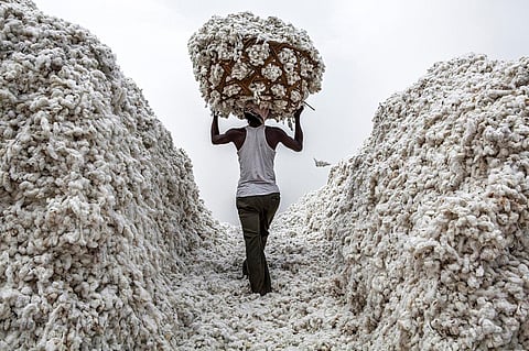 Cotton production and labor costs read cotton story