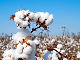 cotton.jpg