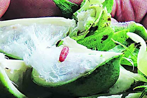 Soil in the field of crops worth lakhs