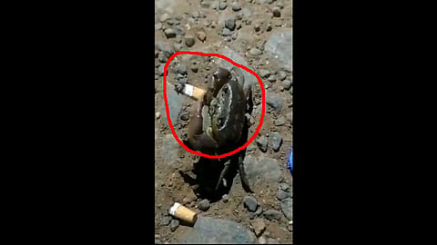 another thing to see in 2020 is a crab smoke cigarette video viral