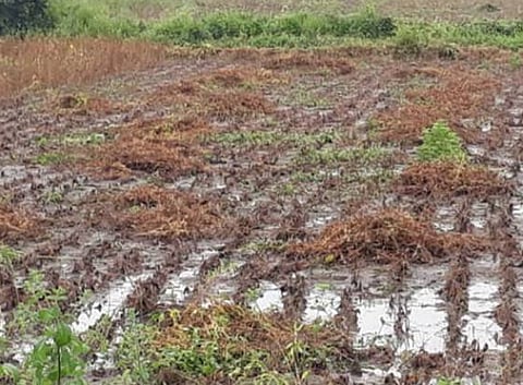crop damaged due to heavy rain in yavatmal