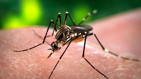 dengue nashik