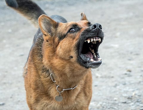 If you beat a dog, it will be a crime