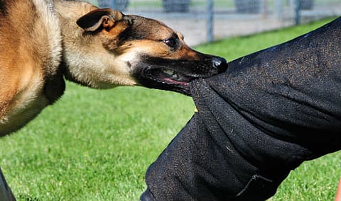 trouble with dogs