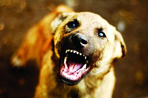 dog