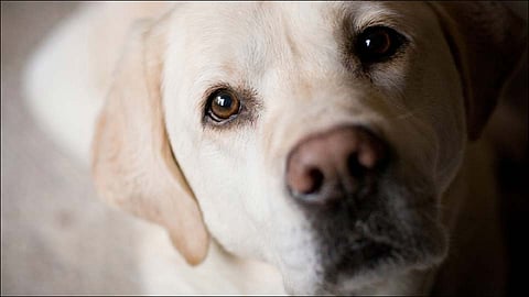 Dog