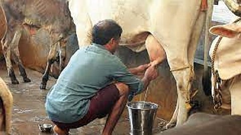 cow