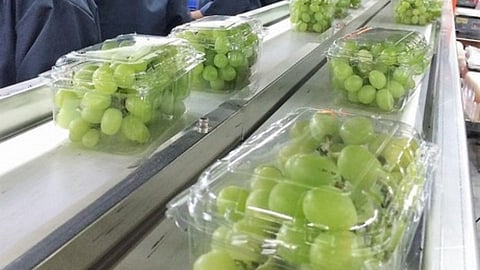 100 crore from grape exports in Sangli district due to corona infection