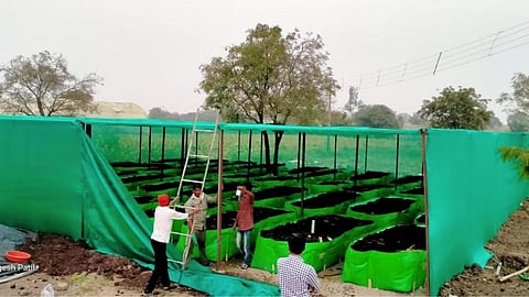 compost manure