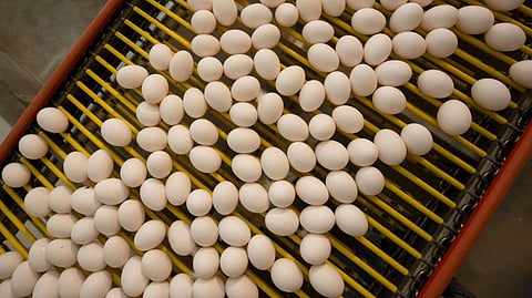 Corona two million eggs Three and a half million hens destroyed in aajra kolhapur marathi news