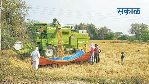 कापणीच्या कामाने माणदेशातील शिवारे गजबजली