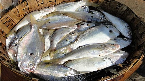 new app launched for fish selling with online in belgaum the new policy of department