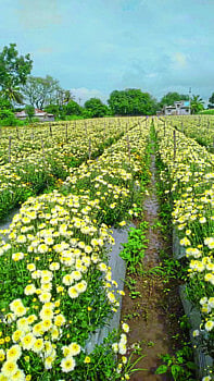 flowers.jpg