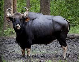 male gaur issue sawantwadi konkan sindhudurg