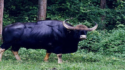 bison are left from kolhapur city today morning said forest officer in kolhapur