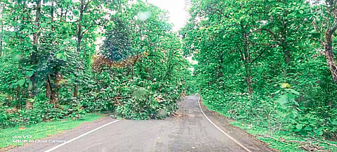 सिरोंचा : येथील सिरोंचा-आलापल्ली महामार्गावर पडलेले झाड.