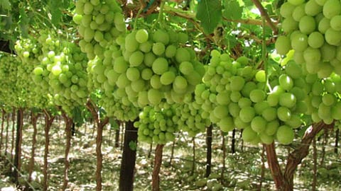 grapes