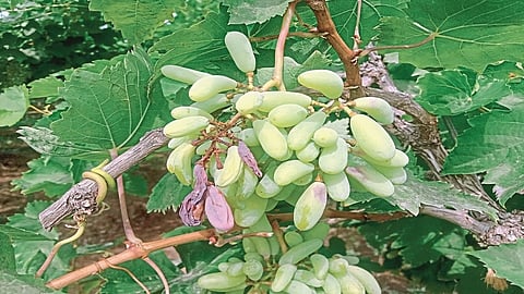 अवकाळी पावसाने वाढविली माणवासियांची चिंता; द्राक्ष,आंबा,ज्वारीचे नुकसान