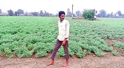 Farmers worried due to cloudy weather in Nagpur rural