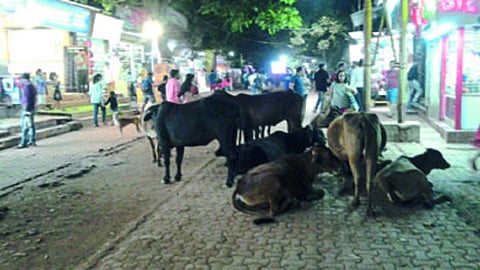 माथेरानमध्ये गुरांची गुरगुर