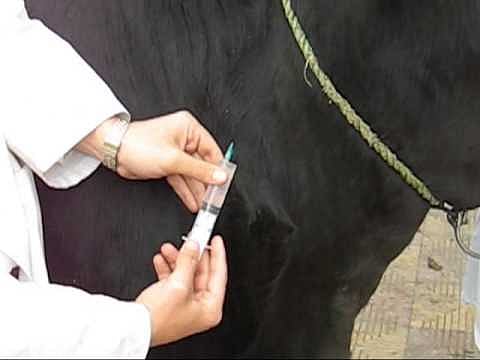 Problems Animal Husbandry Department Sindhudurg district