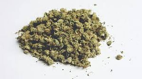 How does cannabis come to Kolhapur? Read ..; Vita, Pandharpur, Solapur via Odisha Connection