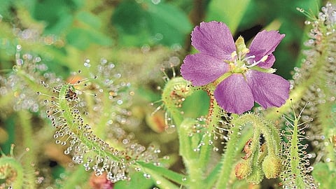 insect eater drosera plant found in trimbkeswar area nashik marathi news