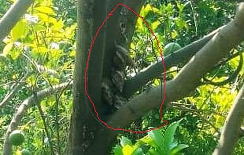 नरखेडः फळ व पाने फस्त करायला संत्राच्या झाडावर चढलेल्या गोगलगायी.