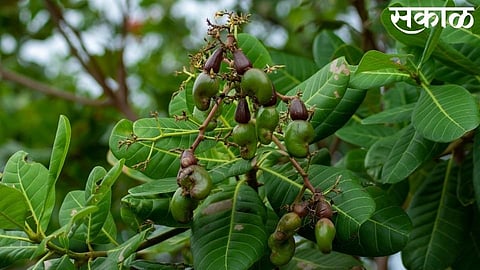 crop of cashew and mango hectory damage in ratnagiri