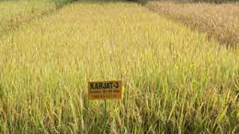 new pattern of framing is in kokan that kongale pattern which is helpful to farmers in ratnagiri