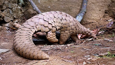 save pangolin from accident by youth in lanja ratnagiri and release forest