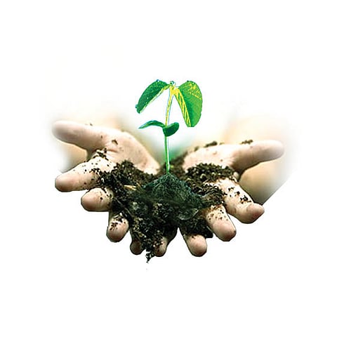 Characteristic trees of 35 states planted in Kolhapur marathi news
