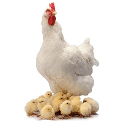 The question of hens in Sindhudurg District