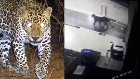 leopard hospital.png