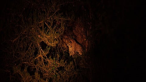 leopard night 1.jpg