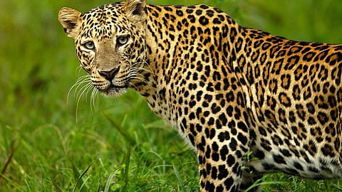 leopard