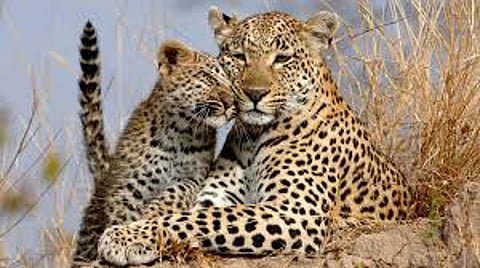 leopard.