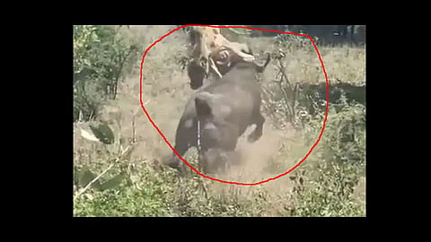 try saving buffalo from hunting lions video viral