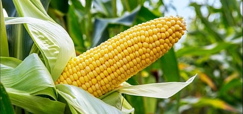 maize in buldana district.jpg