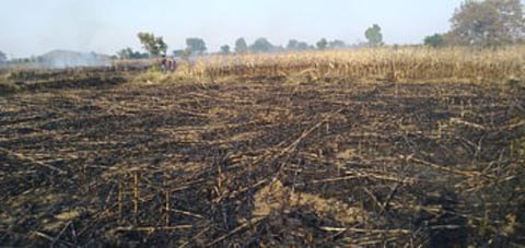 चामोर्शी (जि. गडचिरोली) : जळून खाक झालेले मक्याचे शेत.