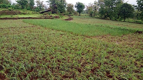 dancing crop production all farming in mandangad ratnagiri