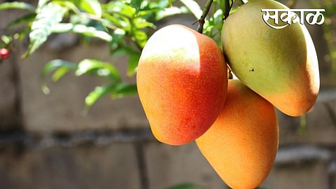 mango net policy this year registration increased in ratnagiri