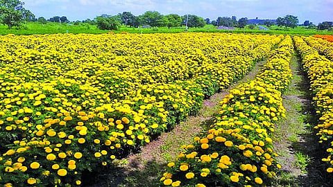 marigold.jpg