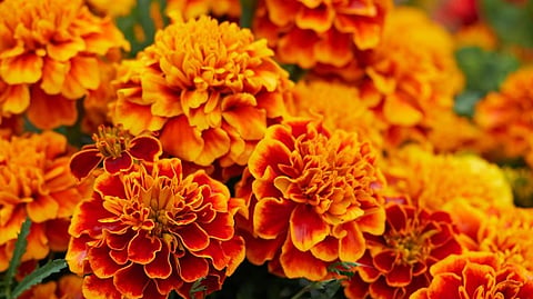 marigold flower news